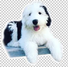 Find the perfect puppy for sale in south jersey, new jersey at next day pets. Goldendoodle Old English Sheepdog Polish Lowland Sheepdog Bearded Collie South Russian Ovcharka Png Clipart Animals Bearded