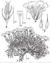 PDF] Morphological, Palynological and Ecological Features of Dianthus  engleri Hausskn. & Bornm. | Semantic Scholar