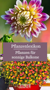 Im zimmerpflanzenlexikon kann man schnell und einfach nachschlagen, welche pflanzen sich für eher sonnige, welche sich für schattige und welche sich für halbschattige standorte am besten eignen. Pflanzen Fur Sonnige Sudbalkone Pflanzen Balkon Pflanzen Garten Bepflanzen
