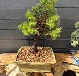 Styling a Dwarf Spruce Bonsai Tree with Exposed Roots
