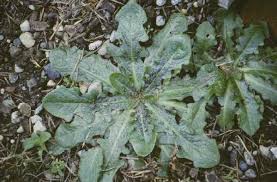 Image result for Hypochaeris