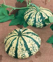 Heirloom Seeds Vegetable Seeds And Plants Squash Verte Et Blanc Heirloom Seeds Squash Varieties Heirloom Seeds Vegetables