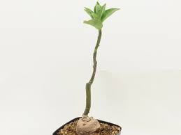 Image result for Monadenium rugosum