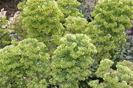 Image result for Euphorbia unicornis
