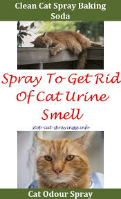 Stop Cat Cat Pee Out Of Clothes Life Hacks Cat Spraying Cat Urine Concrete Hardwood Floors Male Cat Peeing All Over Hou Cat Spray Smell Cat Spray Cat Pee Smell