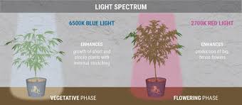 That means while lights are off your plants are taking in more co2 than any other time. The Perfect Light Schedules For Autoflower Cannabis Rqs Blog