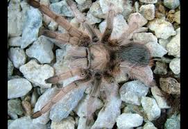 Desert Tarantula