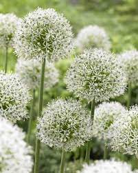 Allium Mount Everest Bulb Flowers Rare Flowers Flower Seeds