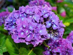 How To Change Hydrangea Colors Pink Blue Purple Hydrangea Colors Hydrangea Purple Hydrangea Not Blooming