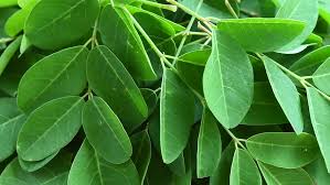 Terdapat beberapa khasiat daun kelor yang bisa digunakan untuk mengobati berbagai jenis kanker. Manfaat Daun Kelor Pembantu Jantung Sampai Wanita Menopouse