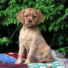 Our puppies are raised in the home, receive early neurological stimulation and exposure to a variety of life experiences including children, other pets, and game birds. Miniature Golden Retriever Puppies For Sale Greenfield Puppies