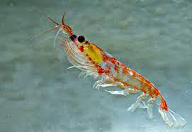 Learn more about krill oil uses, effectiveness, possible side effects, interactions, dosage, user ratings and products that contain krill oil. The Secret Life Of Krill The New York Times