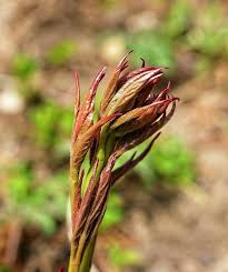 Peonies do not flower the first year of planting, and may take up to two years to produce their showy, fragrant blooms. Peony Sprouts 2 Photograph By Steven Ralser