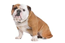 As such, the name that you select for your bulldog could be one that celebrates her strength and fortitude, or just one that speaks to her fun and loving personality. 125 Bulldog Names That Are Totally Awesome My Dog S Name