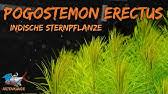 Gibt es bestimmte festgelegte kriterien, z.b. Neue Pflanzen Im Hollandaquarium Dutch Style Update Tag 38 Youtube