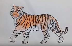 How to draw a bengal tiger step by step? How To Draw A Tiger Narrated Step By Step Tutorial Easy Animals To Draw