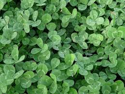 Each leaflet is creased along its midvein like a folded paper heart. Wood Sorrel Sour Grass An Edible Medicinal Wild Plant