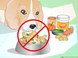 The diet of a diabetic dog must contain a high fiber content. How To Add Fiber To A Dog S Diet 11 Steps With Pictures