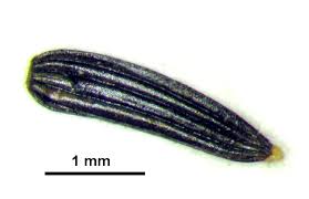 Image result for Flaveria bidentis