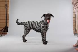 Pet paint is the perfect colored dye for your dog, cat, horse, and any other pet with a coat! Petpaint Safe Fun For Halloween Cara Schneeberger I M About To Paint Evie Hahahahah Dog Clothes Patterns Dog Spray Pets