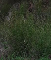 Image result for Schwenckia