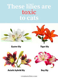 Maybe you would like to learn more about one of these? Lilies Toxic To Cats
