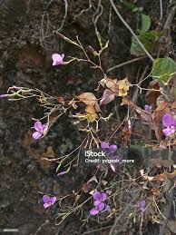 Image result for Canscora diffusa