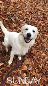 Puppies for sale from dog breeders near cincinnati, ohio. Bentley English Cream Golden Retrievers Home Facebook
