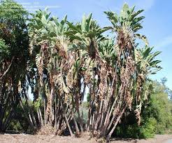 Giant Bird Of Paradise Palm 