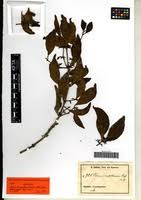 Image result for Viscum congolense