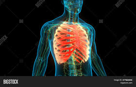 This human anatomy module is composed of diagrams, illustrations and 3d views of the back, cervical, thoracic and lumbar spinal areas as well as the on series the user can browse between illustrations of the osteology of the spine, the joints and ligament structures of the vertebrae and ribs. 3d Illustration Image Photo Free Trial Bigstock