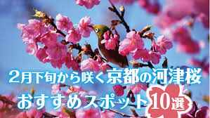 The site owner hides the web page description. äº¬éƒ½ã§2æœˆã«é–‹èŠ±ã™ã‚‹æ—©å'²ãã®æ²³æ´¥æ¡œ ã‚«ãƒ¯ãƒ…ã‚¶ã‚¯ãƒ© ãŠã™ã™ã‚ã‚¹ãƒãƒƒãƒˆ10é¸ Mkãƒ¡ãƒ‡ã‚£ã‚¢