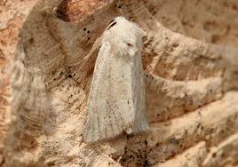 Image result for Photedes fluxa