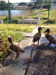A group of ducks is called a brace. Blue Swedish Backyard Ducks
