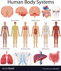 diagram showing human body systems