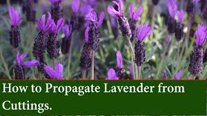 Image result for lavender cuttings