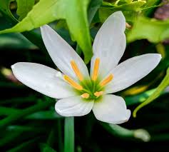 Image result for Zephyranthes candida