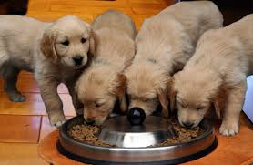 Image result for picture golden retriever eating
