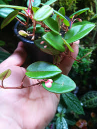 Image result for Begonia elaeagnifolia