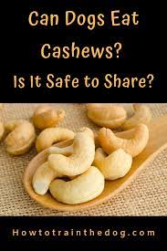 Can Dogs Eat Cashews Is It Safe To Share Can Dogs Eat Dog Eating Dog Nutrition