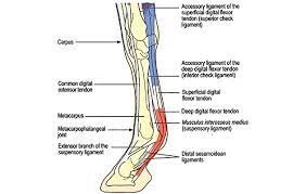 In the hind legs, where the deep flexor tendon is affected, the horse begins to take more weight on its fore limbs, making lameness difficult to diagnose. Deep Digital Flexor Tendon Injuries Does It Mean The End Of Your Horse S Career H H Vip Horse Hound