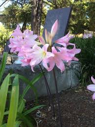 Check spelling or type a new query. Amaryllis Wikipedia