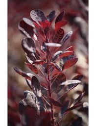 Browse our wide selection of beautiful accent trees, flowering shrubs, & perennials. Rotblattriger Zwerg Peruckenstrauch Cotinus Coggygria Lilla Blutenfarbe Rot Hagebau De