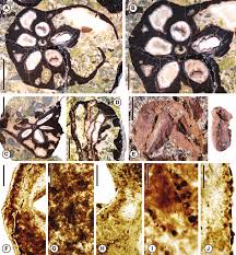 Image result for Antrocaryon