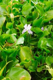 Image result for Pontederiaceae