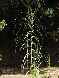 Image result for Arundo