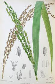 Image result for Oryza