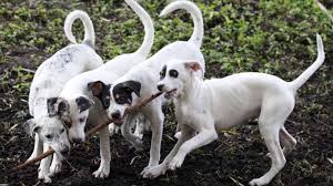 Real puppy food contains high quality ingredients such as meat, fish, oil, fat, whole grain, vegetables, vitamins and minerals. National Puppy Day Is A Real Thing And It S Meant To Encourage You To Rescue Dogs