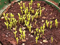 This variety is very similar to its relative yellow dragon aka columbiana except the growth is not as sensitive and the plant is more aggressive and the fruit is more than double the size. Grow Dragon Fruit Cactus From Seeds Fruit Trees Backyard How To Grow Dragon Fruit Succulent Seeds