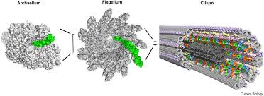 Maybe you would like to learn more about one of these? Assembly Functions And Evolution Of Archaella Flagella And Cilia Current Biology